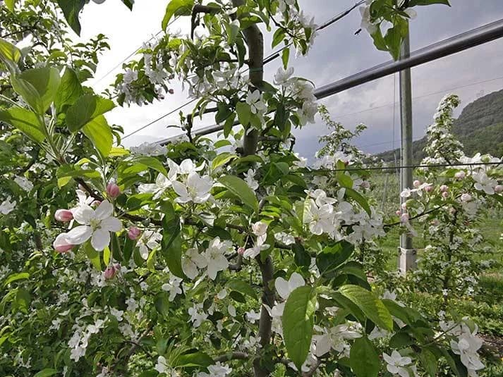 Blüten E-Bike Genusstage